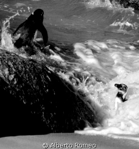 Dampened penguins of South Africa. by Alberto Romeo 